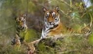 Royal Bengal Tigers spotted in three new locations in Odisha: Forest and Environment minister Bijayshree Routray