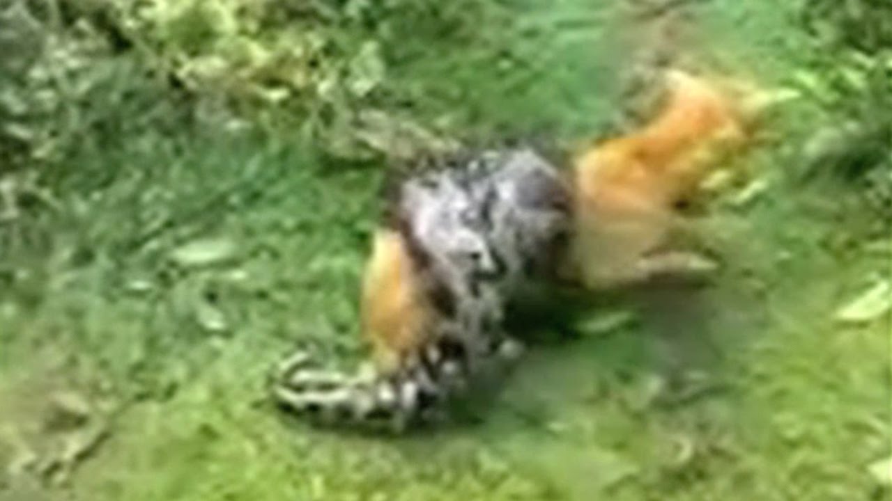 Watch Video: Twitterati isn't happy after men save dog from clutches of python, know why