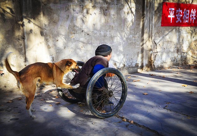 Aww! Watch video of a dog pushing its human’s wheelchair in Philippines