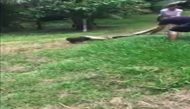 Python Grips Dog