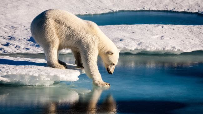 Shocking! Polar Bear shot dead in Arctic Ocean after it attacked German cruise ship worker
