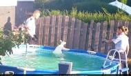 Viral Post: Police chases escaped white Kangaroo in Germany, jumps into pool