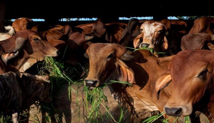 kamdhenu gau abhyaranya