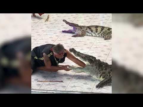 Watch Video: Crocodile attacks zoo-keeper’s hand at Phokkathara Crocodile Farm in Thailand