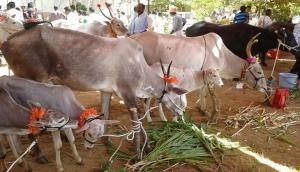 Stray cattle menace: Villagers lock cows in Uttar Pradesh's Government primary school