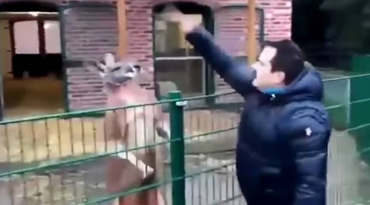 Turkish man punches at kangaroo in zoo; Twitterati criticises the man 