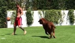 Viral Video: Lionel Messi playing football with his hugeass dog 