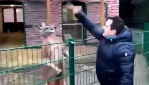 Turkish man punches at kangaroo in zoo; Twitterati criticises the man 