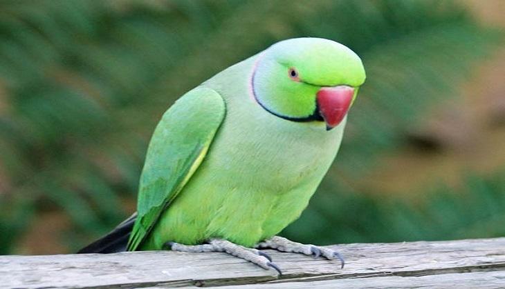 Parrot bite on cheek