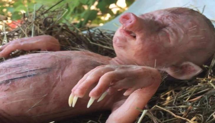 Pig Delivers Human Baby