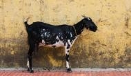 Bizarre! Two goats 'arrested' in Telangana, were released after owner paid Rs 1000 penalty