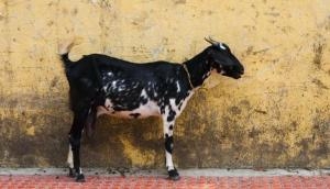 Bizarre! Two goats 'arrested' in Telangana, were released after owner paid Rs 1000 penalty