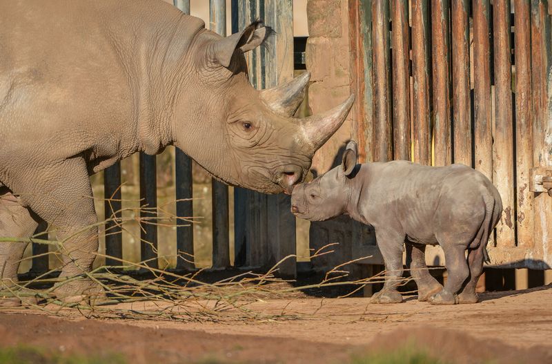 Watch Video: Endangered black rhino surprises visitors at Chester Zoo in England by giving birth to male calf 