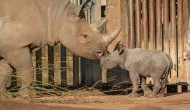 Watch Video: Endangered black rhino surprises visitors at Chester Zoo in England by giving birth to male calf 