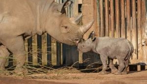 Watch Video: Endangered black rhino surprises visitors at Chester Zoo in England by giving birth to male calf 