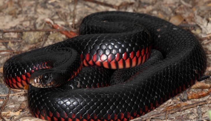 Snake