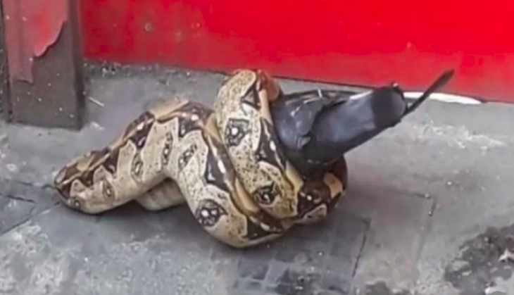 python and pigeon