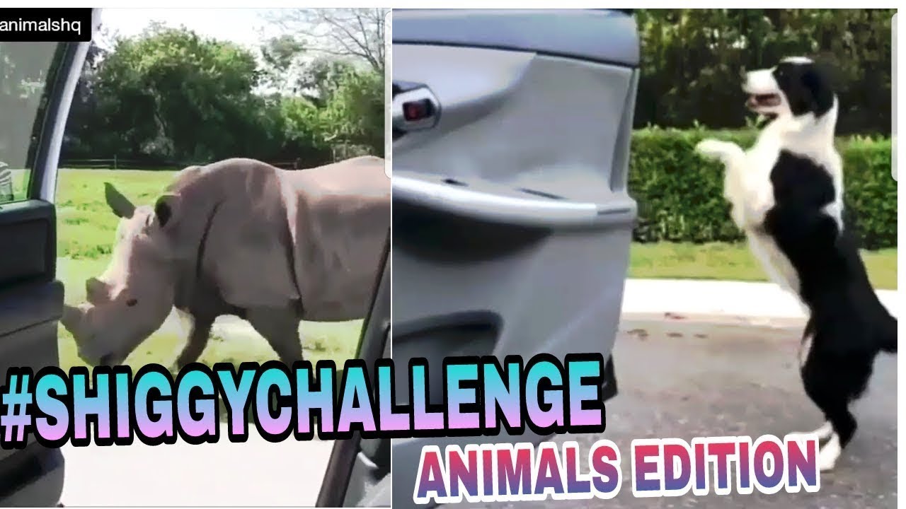 Shocking or surprising! Kiki Challenge proved animals are way more better than human beings