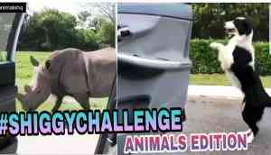 Shocking or surprising! Kiki Challenge proved animals are way more better than human beings