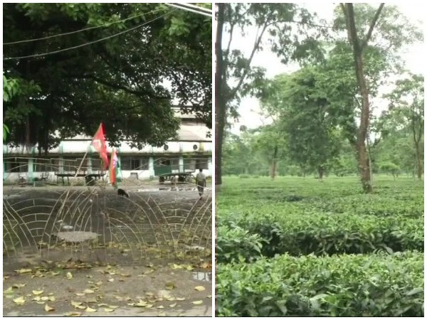 West Bengal: Tea trade unions call for 3-day strike