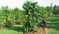 Bid to boost coffee cultivation in Odisha