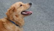 Watch Video: A dedicated golden retriever wants to be with his owner, rides along with the ambulance