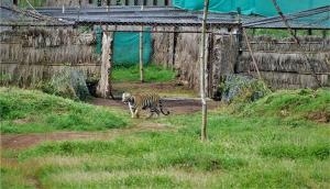 Bandhavgarh tigress released into Satkosia Tiger Reserve