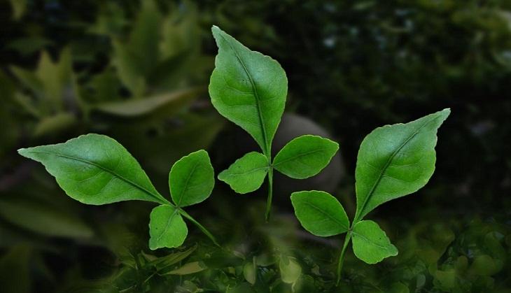 Bel Patra