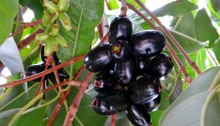 Jamun