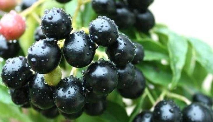 Jamun