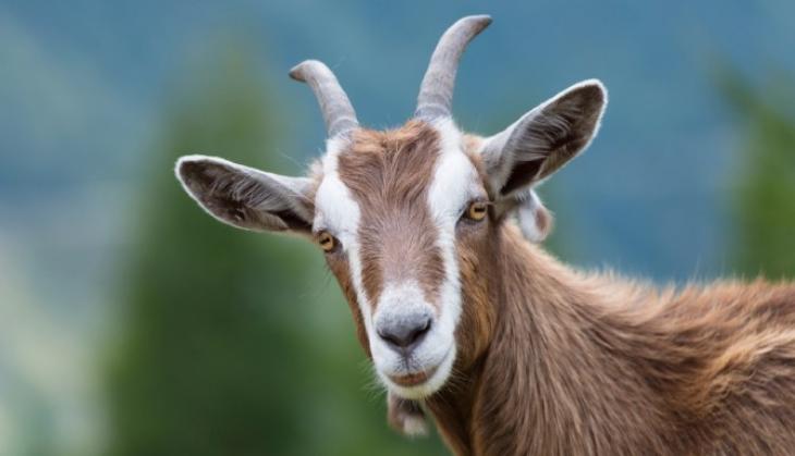 Uttar Pradesh: OMG! Kanpur man went to sell goats for Bakrid; gets bluffed with a dog in 'goat like cloth'