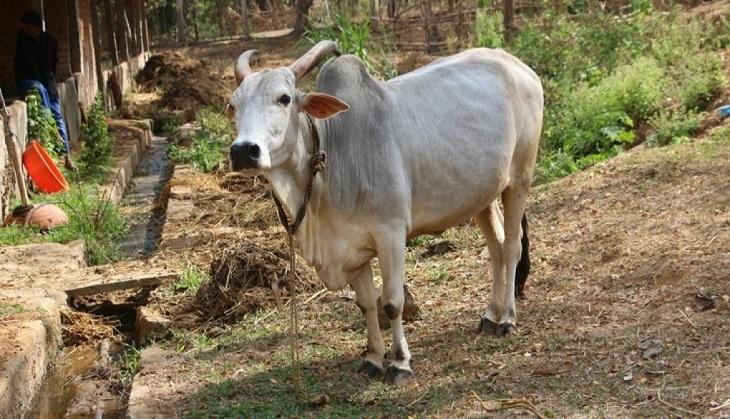 ox
