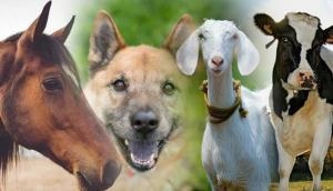 Shocking! This is what happened with three men who raped cows, dogs, horses and goats for over 1000 times