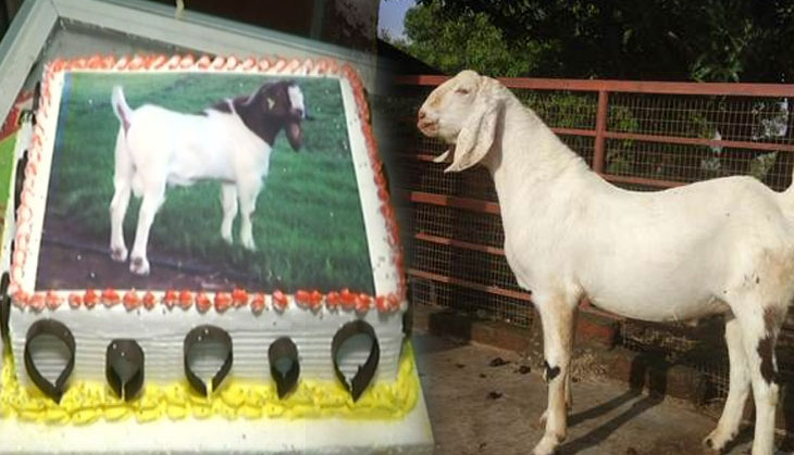 Bakra-Eid: People in Lucknow to celebrate Bakr-Eid by cutting cakes, not goats