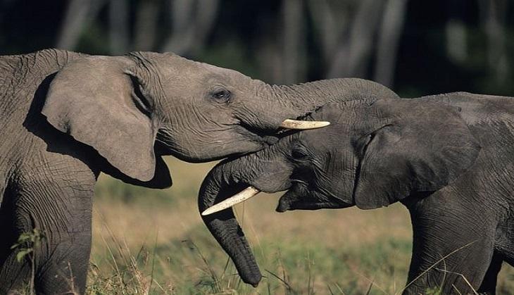 elephants