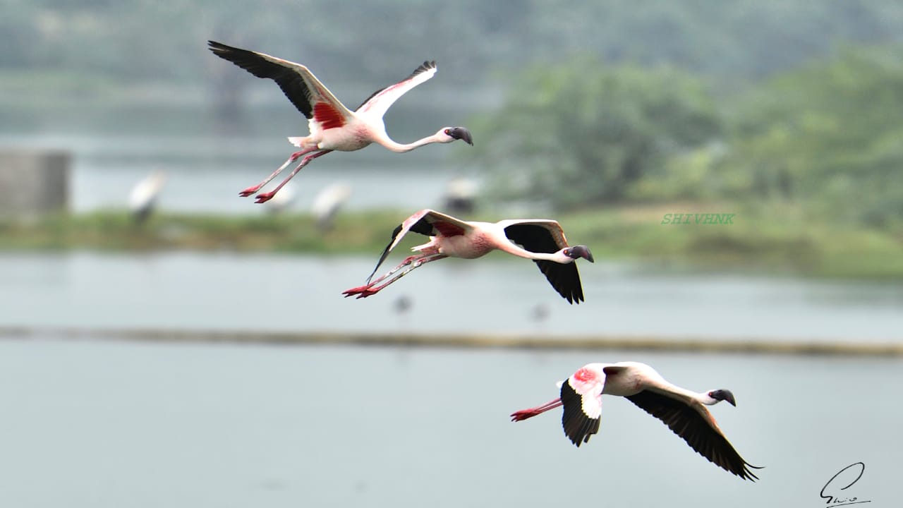 Think Pink Think Flamingo