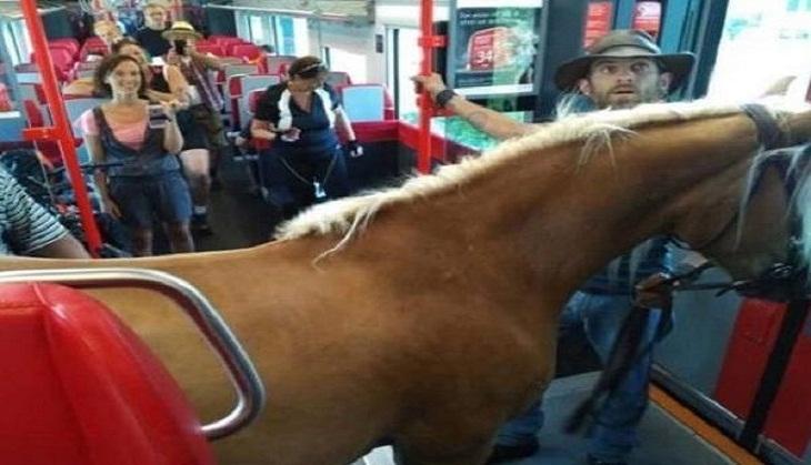 man with horse inside train