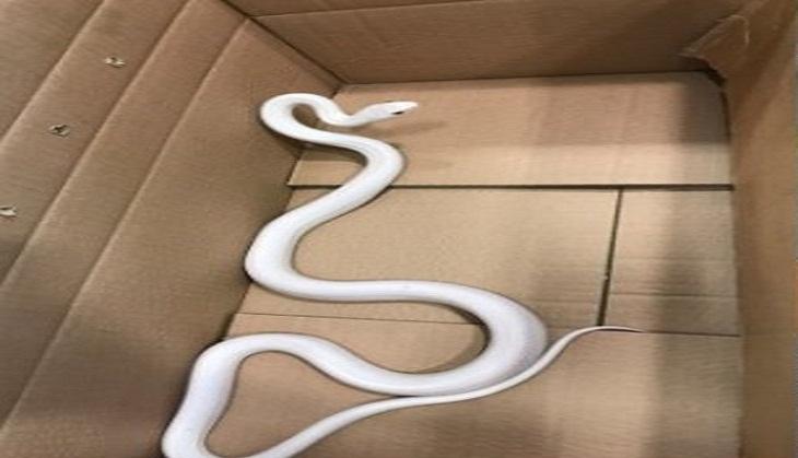 White Snake