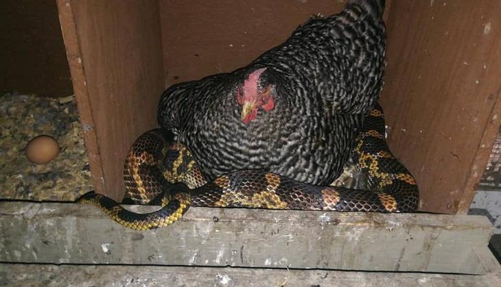 Hen On Snake