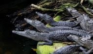 How crocodiles could reveal more about past climates