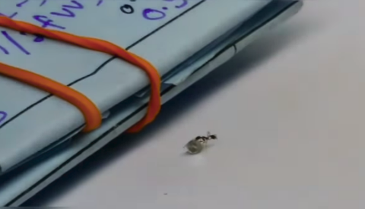 ant steal diamond