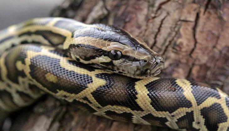 Python