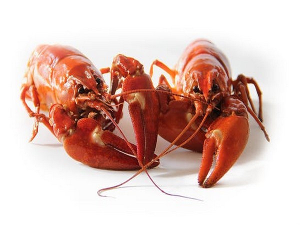 PETA envisions roadside memorial for lobsters killed in accident
