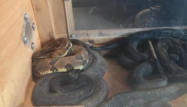 rattlesnakes