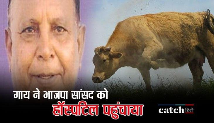 Cow attaks cow