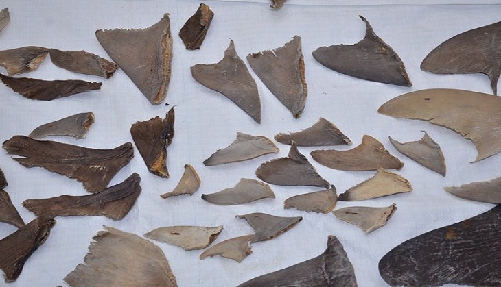 8000 kg of shark fins seized from Mumbai, Gujarat