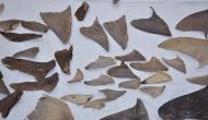 8000 kg of shark fins seized from Mumbai, Gujarat