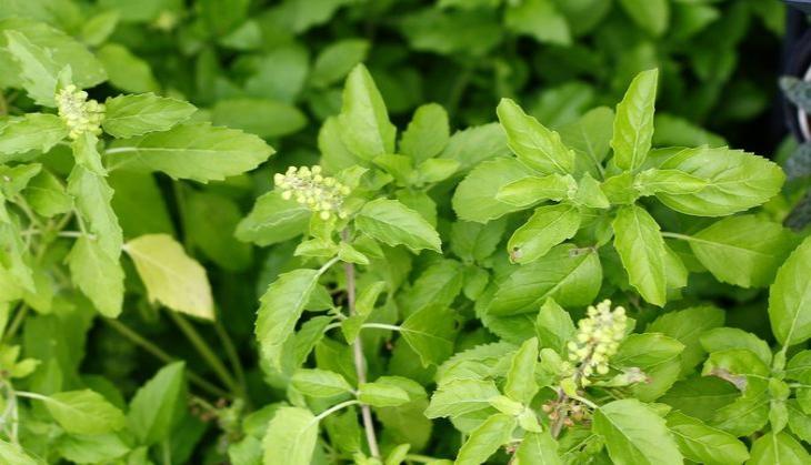 tulsi