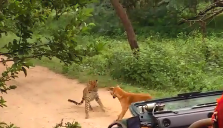 Dog And Leopard