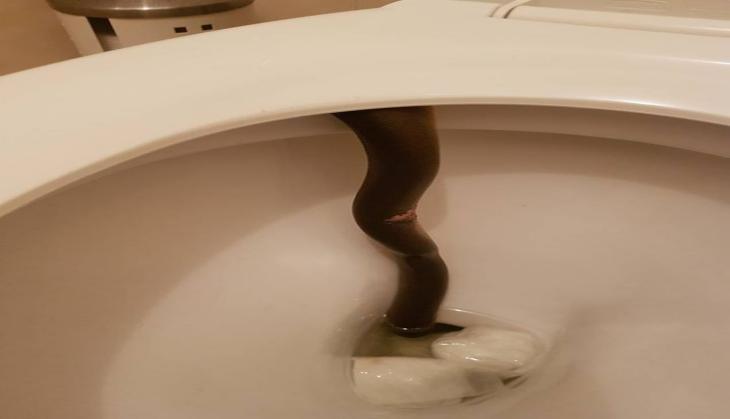 Python in Toilet
